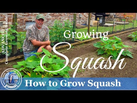 download lagu mp3 mp4 Growing Squash, download lagu Growing Squash gratis, unduh video klip Growing Squash