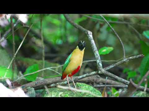Pita pôvabná (Pitta elegans) — biotop a pohyb