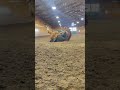 Horse tolls #horse #horses #pets #pet #animals #animal #animallover #horselover #petlover