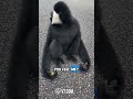 Black Monkey Reunites With His Old Friend