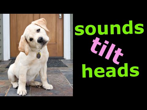 Sounds That Tilt a Dogs Head ~ Sounds Dogs Love