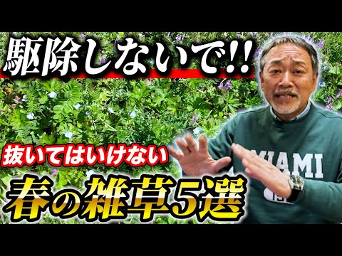 園芸 三角カタバミ、ピンクの花を持つ偽クローバー