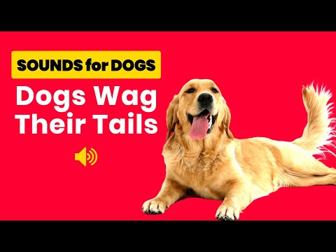 Sounds That Make Dogs Wag Their Tails 🐶