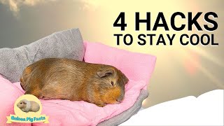 Heatwave DANGER : Is Your Guinea Pig Safe? 4 Hacks to Keep them COOL.