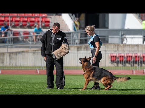 Captain Breno von Team Cohinor - TSB BSZS 2024 | German Shepherd Bite Work - BSZS NÜRNBERG 2024