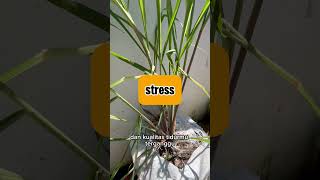 Download lagu sereh wangi # #herbal #seputarherbal mp3
