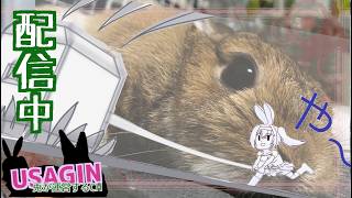 だらっと260908【うさぎが運営してるVtuber】