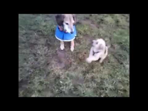 Hierkomen op commando Pup en volwassen hond