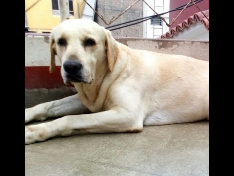 Martí,  labrador de 8 años - 2da parte - María Victoria Diaz Abanto