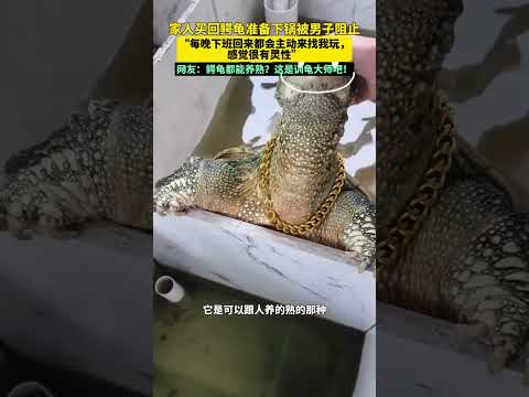 家人買回鱷龜準備下鍋被男子阻止「每晚下班回來都會主動來找我玩，感覺很有靈性」網友：鱷龜都能養熟？這是