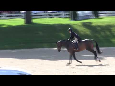 Video of CONNOR ridden by MARIA RASMUSSEN from ShowNet!