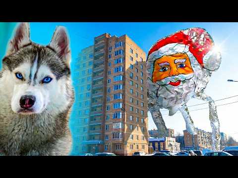 I DIDN'T EXPECT SUCH DISGUST FROM GUGU GAGA!! Husky Bandit Talking Dog