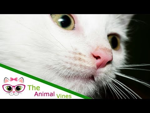 Cats Are Awesome | 8 Interesting Facts About the Cat Nose and the Cat Sense of Smell