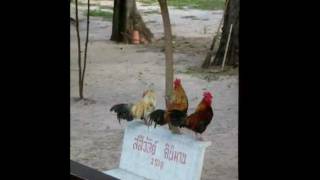 dawn chorus natrual alarm cock