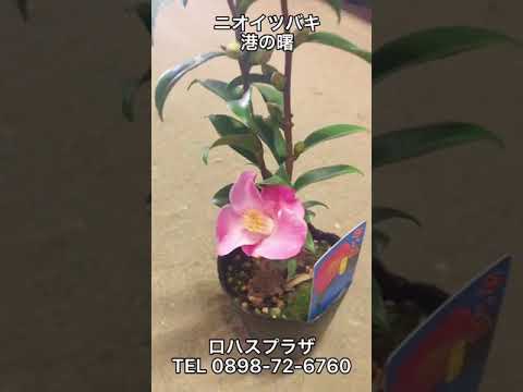 芳香植物-料理-文化-アイデア-庭