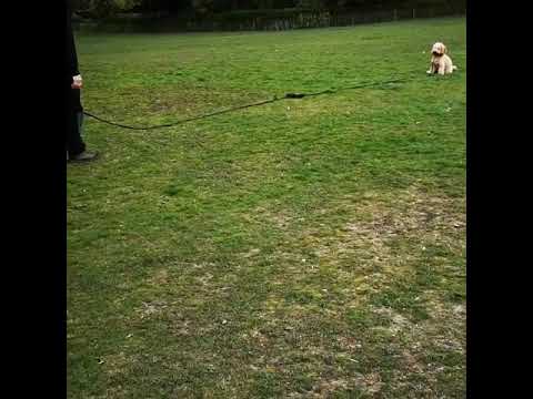 Cheshire Dog Services Ltd video.