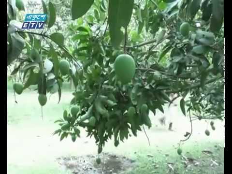 রংপুরে হাড়িভাঙ্গা আমের বাম্পার ফলন