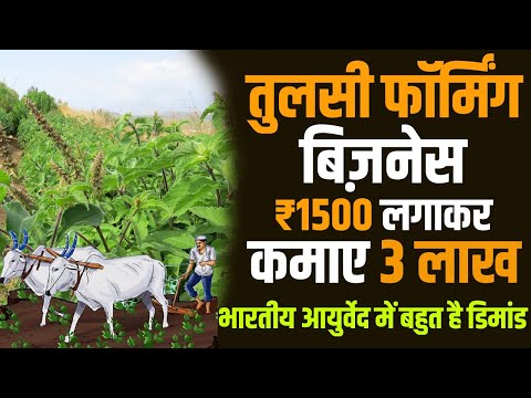 HOW TO START TULSI FARMING BUSINESS IN INDIA | EARN UPTO 3 lac in Just 15000 Video
