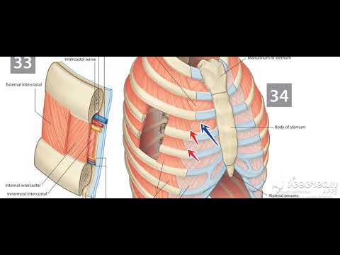 Thoracic cage