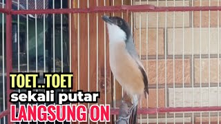 Download lagu yang di cari TOET TOET suara cendet gacor pagi siang sore FULL ISIAN bikin cendet langsung NYAUT mp3