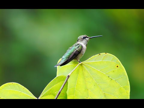 Good News in the Garden ✝️ *220