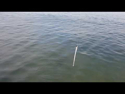 Morskie trocie na sbirulino (spidolino), zestaw info