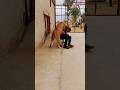 Tiger Badshah Animaldog Dog Badboyshah Dogbreeds