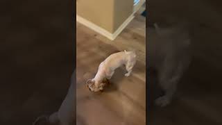 Video preview image #1 Shih Apso Puppy For Sale in Valrico, FL, USA