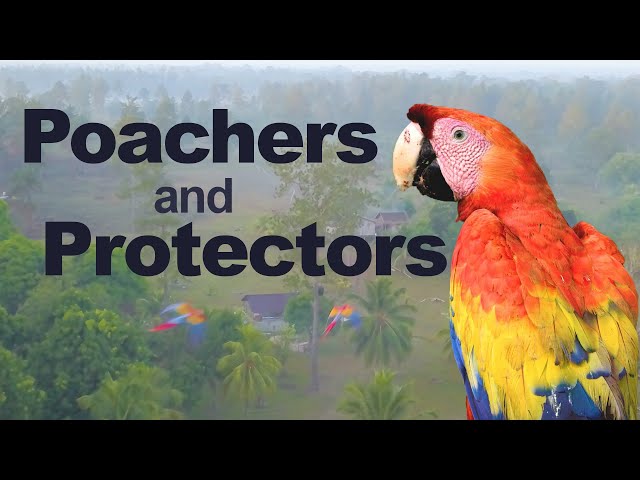 הגיית וידאו של Scarlet macaw בשנת אנגלית