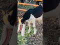 Laalo And Kaloo 2026 2027 Ka Shouq ️ Ali GoatLand