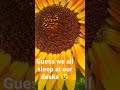 Have you ever seen a sleeping bee? #coralsworld #urbanfarming #queenbee