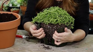 How and When to Repot Senecio String of Pearls