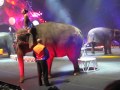 2013 Circus