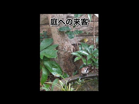 庭の鳥: 野生のスズメを飼いならすにはどうすればよいですか?彼と友達になるために従うべき5つのステップ  庭園