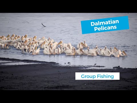 Dalmatian Pelicans Group Fishing in Calm Backwaters