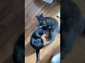 Grey S Famous Neck Grab Face Kick Catfight Cat