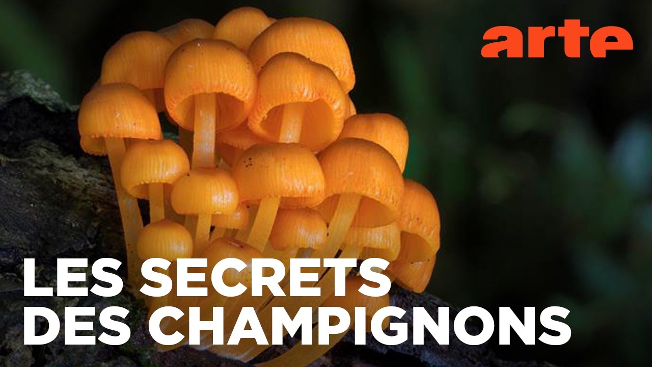 Au royaume des champignons | ARTE