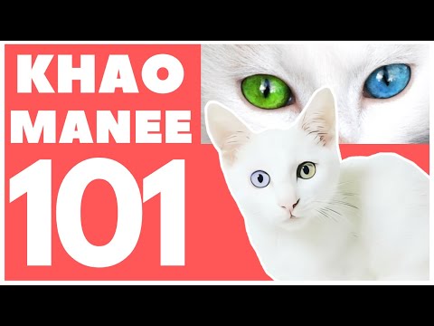 カオ マニー キャット 101 : 品種と性格