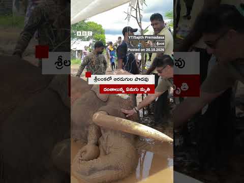 Srilankaలో ఆరడుగుల పొడవు దంతాలున్న ఏనుగు మృతి | BBC Telugu #kawanthissa #elephant