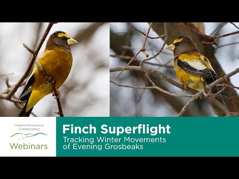 Finch Superflight: Tracking Winter Movements of Evening Grosbeaks