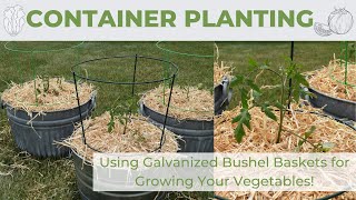 Container Planting Vegetables in Galvanized Bushel Baskets | Small Space Gardening!