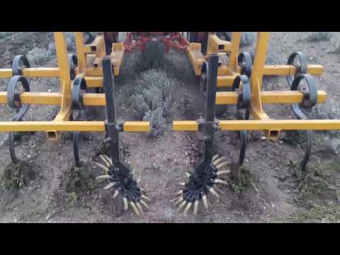 bg. K.U.L.T. lavada,лавандула 1