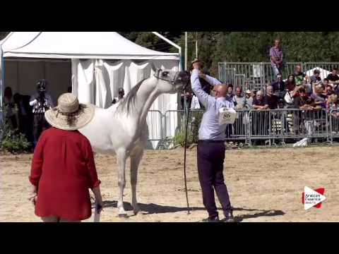 N.86 VALMIR MAL - Bergamo 2015 - Stallions 4-7 years old (Class 9B)(Class 9B)