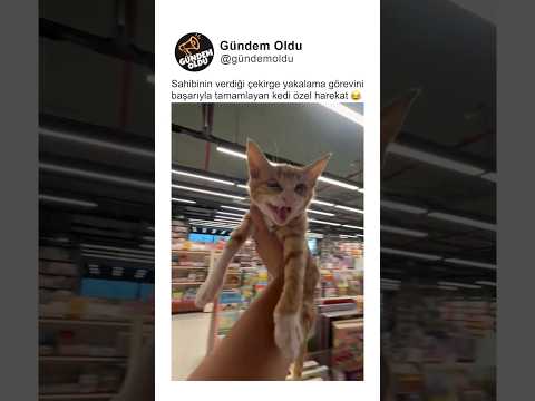 Sahibinin verdiği çekirge yakalama görevini başarıyla tamamlayan kedi 😂