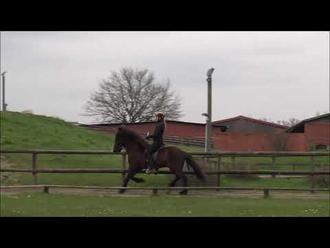 FIZO Kronshof - 30.04.2021 - Impressionen Reiteigenschaften II. Gruppe