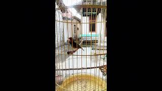 Download lagu Suara pancingan burung prenjak kepala merah mp3