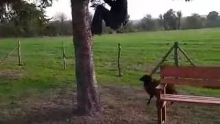 faze tari berbecul nervos