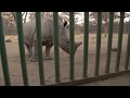 What Sound Does A Rhino Make?