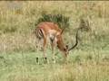 Cheetahs Vs Gazelle BBC Wildlife
