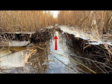 Was passiert, wenn man im Winter einen Biberdamm zerstört?